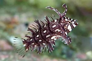 Ampat: Juvenile Rockmover Wrasse