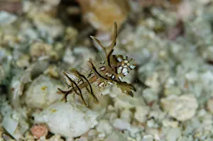 Weda: Juvenile Rockmover Wrasse - Gorango Kecil dive site