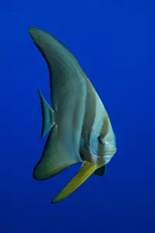 Wreck: Juvenile roundhead batfish (Platax orbicularis)