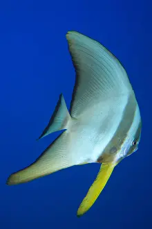 Wreck: Juvenile roundhead batfish (Platax orbicularis)