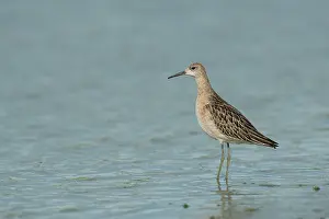 Inlaag: Ruff
