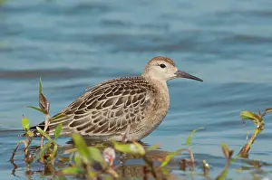 Bogland: Ruff