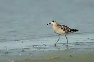 Inlaag: Ruff