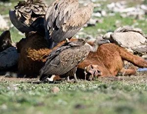 Ruppell: juvenile Ruppell's Vulture at carcass
