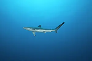 Silky: juvenile silky sharks swimming outside of a reef
