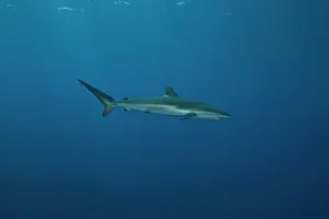 Silky: juvenile silky sharks swimming outside of a reef