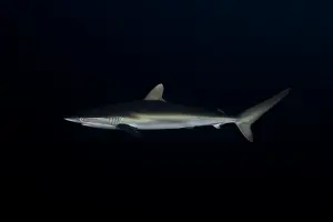 Silky: juvenile silky sharks swimming outside of a reef