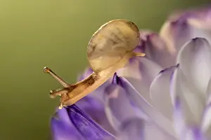 050221: Juvenile snail