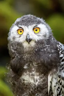 Scandiacus: Juvenile Snowy owl (Bubo scandiacus), Portrait