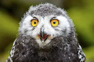 Scandiacus: Juvenile Snowy owl (Bubo scandiacus), Portrait