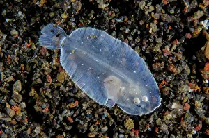 Flatfish: Juvenile Sole