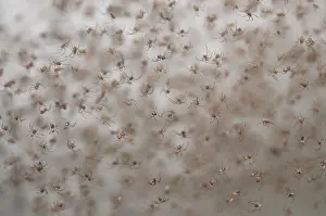 Lifecycles: Juvenile Spiders Juvenile Spiders hatchlings in web Kl