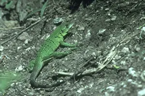 Verde: Juvenile Spiny-tailed Iguana