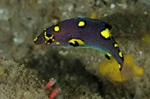 Sandar: Juvenile Splitlevel Hogfish
