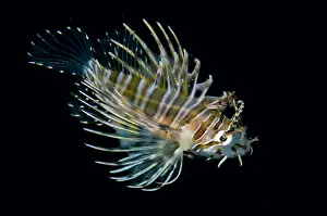Antennata: Juvenile Spotfin Lionfish