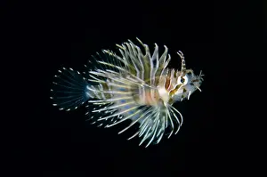 Antennata: Juvenile Spotfin Lionfish