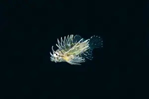 010821: Juvenile Spotfin Lionfish - Kuangi dive site, Tulamben