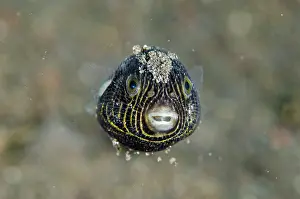 Arothron: Juvenile Star Puffer
