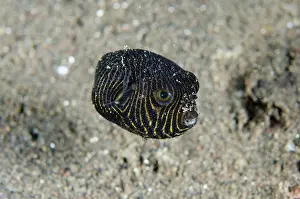 Flores: Juvenile Star Puffer (Arothron stellatus), Puri