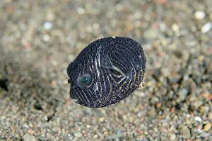 Arothron: Juvenile Star Puffer - Bintang Divers dive site