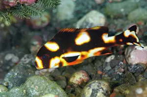 Sweetlips: Juvenile Striped Sweetlips