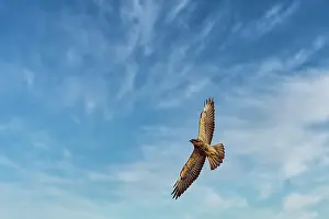 Idaho: Juvenile Swainson's hawk in ghost town of Chesterfield