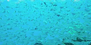 Stuart: Juvenile Sweepers (Parapriacanthus ransonneti)