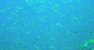 Stuart: Juvenile Sweepers (Parapriacanthus ransonneti)
