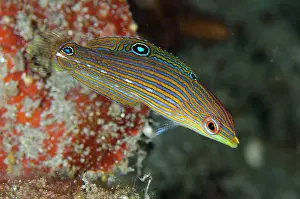 Halichoeres: Juvenile Tailspot Wrasse