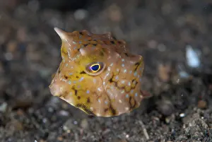 Straits: Juvenile Thornback Cowfish