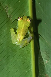 Hypsiboas: Juvenile tree frog