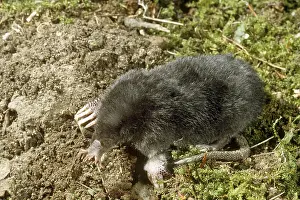 Cristata: Juvenile two-toed sloth (Choloepus hoffmanni) in