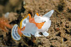 Seraya: Juvenile Warty Frogfish