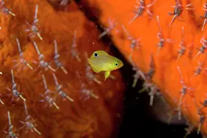 Damsel: Juvenile Western Barhead Damselfish