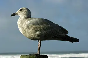 Newport: Juvenile Western Gull