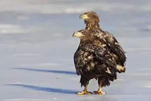 Albicilla: Two juvenile White-tailed eagles (Haliaeetus albicilla)