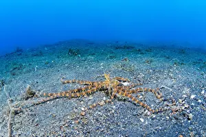 Photogenicus: Juvenile Wonderpus octopus (Wunderpus photogenicus)