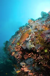 Negros: juvenile wrasse, Scuba Diving at Apo Island
