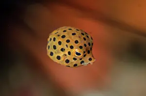 Mimicry: Juvenile Yellow Boxfish