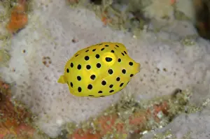 Trunkfish: Juvenile Yellow Boxfish - Gili Mimpang dive site