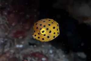 Trunkfish: Juvenile Yellow Boxfish - Laha dive site, Ambon
