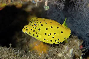 Wreck: Juvenile Yellow Boxfish - Liberty Wreck Dive Site