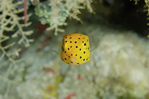Boxfish: Juvenile Yellow Boxfish - Tampa Fufu dive site