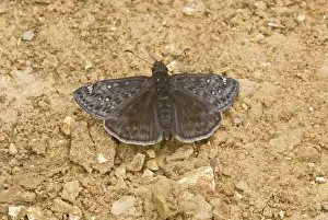 Erynnis: Juvenile's duskywing, Erynnis juvenalis