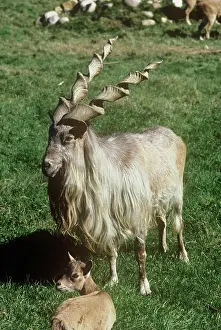 Markhors: Kabul / Straight-horned Markhor - male
