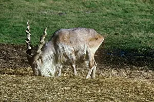 Markhors: Kabul / Straight-horned Markhor - male