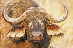 Buffalo: Kaffernb