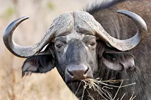 Buffalo: Kaffernb