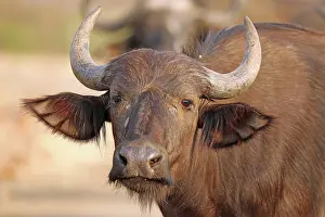 Buffalo: Kaffernb