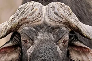 Buffalo: Kaffernb